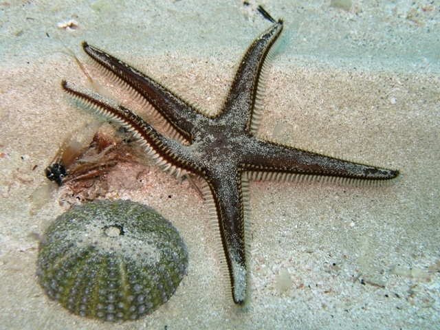 Astropecten bispinosus (Otto, 1823)